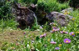 Wandering daisy(Erigeron glacialis)