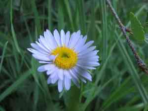 Wandering daisy(Erigeron glacialis)