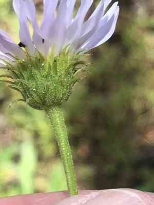 Wandering daisy(Erigeron glacialis)