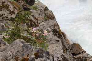 Wandering daisy(Erigeron glacialis)