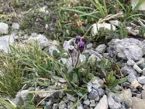 Arctic alpine fleabane(Erigeron humilis)