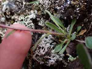 Arctic alpine fleabane(Erigeron humilis)