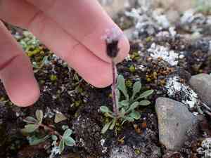 Arctic alpine fleabane(Erigeron humilis)