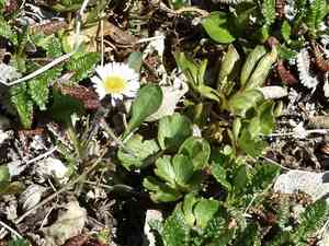 Arctic alpine fleabane(Erigeron humilis)