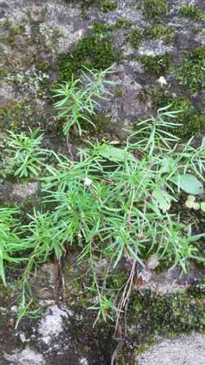 Hyssopleaf fleabane(Erigeron hyssopifolius)