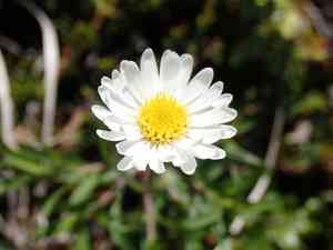 Hyssopleaf fleabane(Erigeron hyssopifolius)