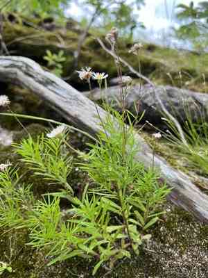 Hyssopleaf fleabane(Erigeron hyssopifolius)