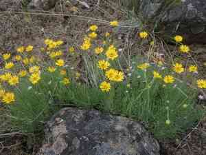 Desert yellow fleabane(Erigeron linearis)