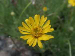 Desert yellow fleabane(Erigeron linearis)