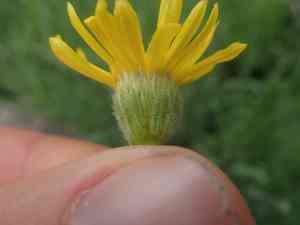 Desert yellow fleabane(Erigeron linearis)