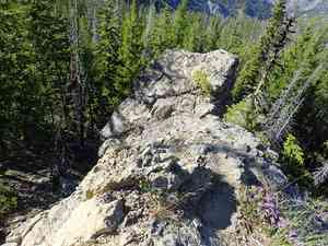 Desert yellow fleabane(Erigeron linearis)