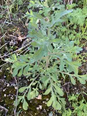 Lobed fleabane(Erigeron lobatus)