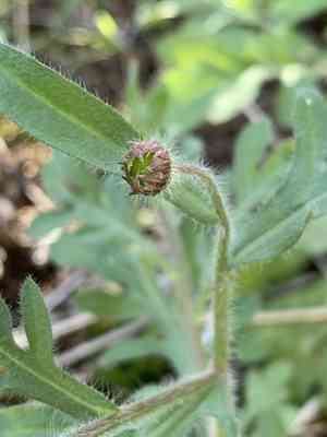 Lobed fleabane(Erigeron lobatus)