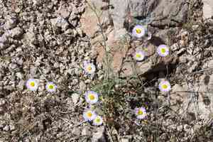 Lobed fleabane(Erigeron lobatus)