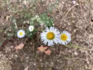 Chaparral fleabane(Erigeron oreophilus)