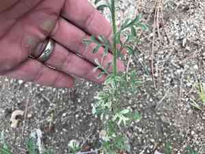 Chaparral fleabane(Erigeron oreophilus)