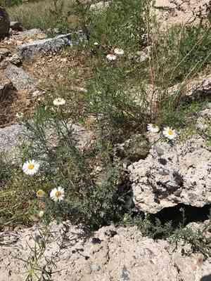 Chaparral fleabane(Erigeron oreophilus)