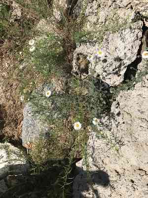 Chaparral fleabane(Erigeron oreophilus)