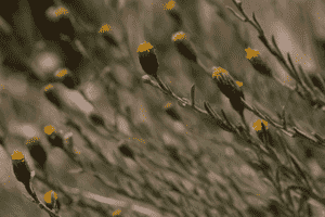 Rockloving erigeron(Erigeron petrophilus)