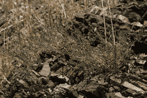 Rockloving erigeron(Erigeron petrophilus)