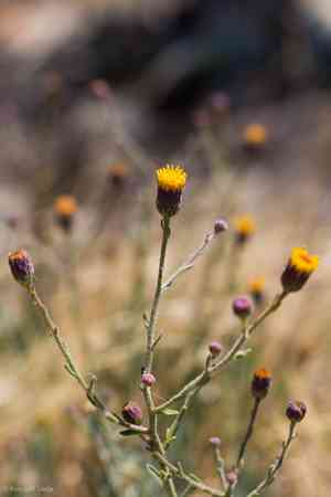 Rockloving erigeron(Erigeron petrophilus)
