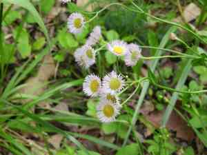 Philadelphia fleabane(Erigeron philadelphicus)