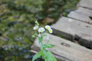 Philadelphia fleabane(Erigeron philadelphicus)