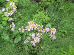 Philadelphia fleabane(Erigeron philadelphicus)