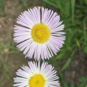 Philadelphia fleabane(Erigeron philadelphicus)