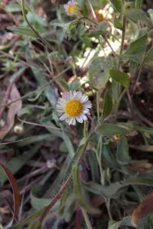 Hairy fleabane(Erigeron pubescens)
