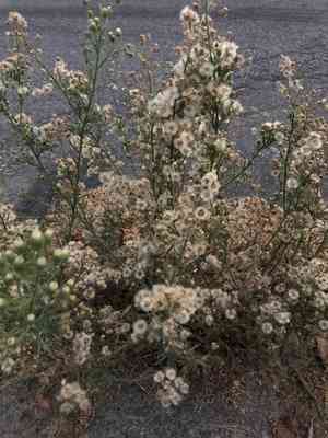 Hairy fleabane(Erigeron pubescens)