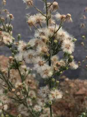 Hairy fleabane(Erigeron pubescens)
