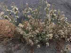 Hairy fleabane(Erigeron pubescens)