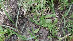 Southern fleabane(Erigeron quercifolius)
