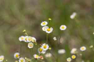 Southern fleabane(Erigeron quercifolius)
