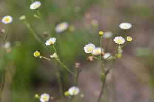 Southern fleabane(Erigeron quercifolius)