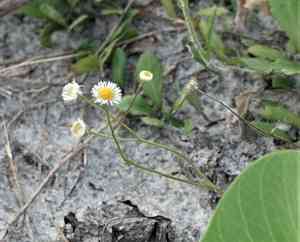 Southern fleabane(Erigeron quercifolius)