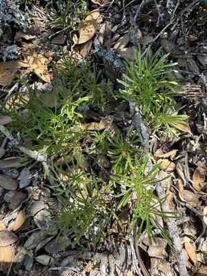Lesser california rayless fleabane(Erigeron reductus)