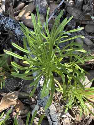 Lesser california rayless fleabane(Erigeron reductus)