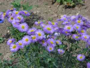 Aspen Fleabane(Erigeron speciosus)