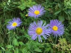 Aspen Fleabane(Erigeron speciosus)