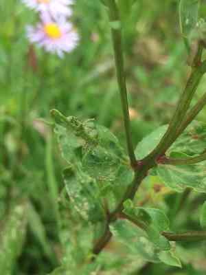 Aspen Fleabane(Erigeron speciosus)