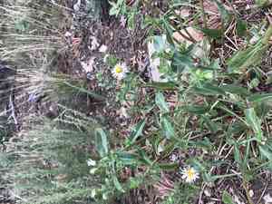 Aspen Fleabane(Erigeron speciosus)