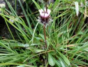 One-flower fleabane(Erigeron uniflorus)