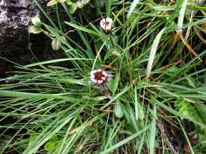 One-flower fleabane(Erigeron uniflorus)
