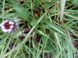 One-flower fleabane(Erigeron uniflorus)