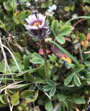 One-flower fleabane(Erigeron uniflorus)