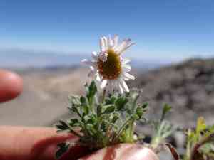 Rambling fleabane(Erigeron vagus)