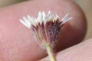 Rambling fleabane(Erigeron vagus)