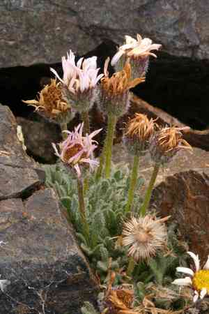 Rambling fleabane(Erigeron vagus)